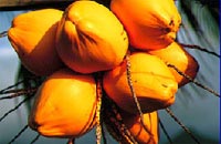 Seychelles Fruit